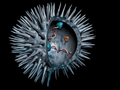 coupe 3D du virus du VIH